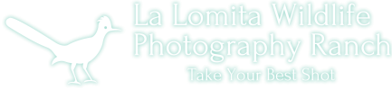 La Lomita Wildlife Photography Ranch